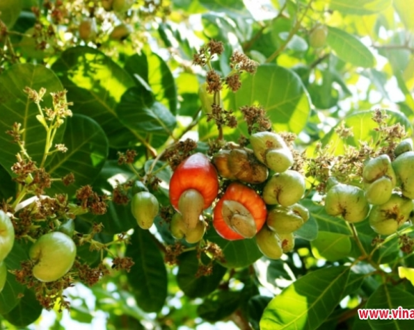 Which province grows cashews - raises livestock - has an airport, seaport